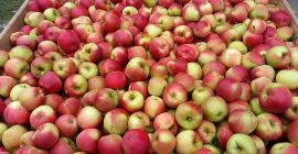 I will sell champion apples, red jonaprins. Nice apples