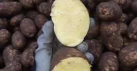 Мы продаем продовольственный картофель прямо с поля, а также