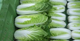 Продаћу билко кинески купус, чист без црва више инф.
