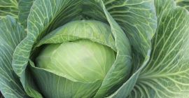 Shredded Cabbage - Straight from the cultivation of the