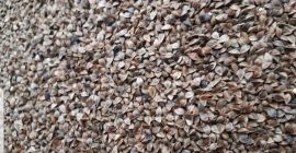 I will sell 8000 kg of buckwheat seeds from