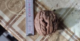Nagyméretű, 4-5 cm átmérőjű, idei termésű dióféléket árulok, szárazon,