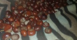 I am selling the chestnuts from today