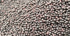 Vindem afine și lingonberries