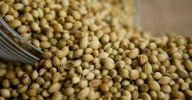 Coriander Seeds Origin SA means of selection Specific-gravity stone