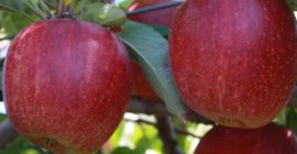 Royal Gala & Fuji Apple SPECIFICATIONS: -Variety: Royal Gala