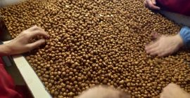 Peeled hazelnuts, without shell, calibers 9-11 mm, 11-13 mm,