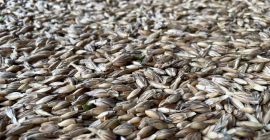Vendo farro sfuso e non disponibile. Nessun prodotto chimico.