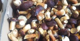 I will sell fresh mushrooms to order