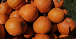 Hello, I will sell wholesale quantities of Spitfire pumpkins