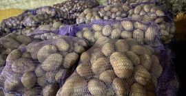 Продаваме картофи за семе и търговски картофи. Опаковане в