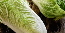 Selling Chinese cabbage straight from the farmer (cert in