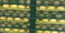 Продајемо Лемонс Ентердонато, величина 54-72. Цена ФОБ Мерсин Турска