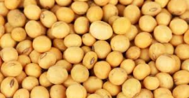 Non-GMO soy for export from Ukraine. FCA/DAP delivery conditions.