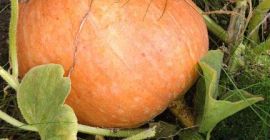 Vand dovleci de bambus in cantitate de aproximativ 2-3