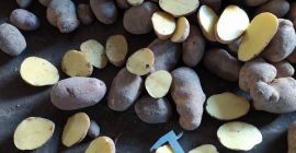 Vendiamo all&#39;ingrosso patate commerciali e patate da semina. Reti