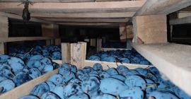 Продавам слива Стенли Силна Сладка в големи количества подробности