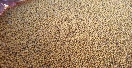 Very good quality from Kazakhstan, Kostanay region. Without GMO,