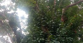 Organic chestnut Designation of Origin Galicia