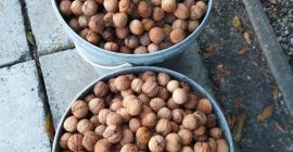Fresh walnuts, organic without any spraying, from your own
