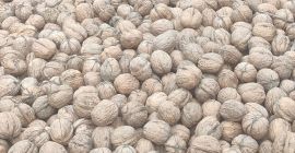 1000 kg of washed and dried walnut to sell