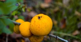 Vendo mele cotogne giapponesi, una fattoria integrata in Lettonia.