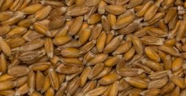 I will sell organic spelled in shell 25 tons