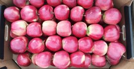 Bio almát adok el. Fajták: Gala, Golden Delicious, Red