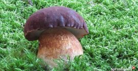 Ciao, offro funghi porcini, funghi, finferli
