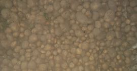 Vendo patate vineta confezionate in sacchi da 15 kg