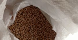 Grano saraceno domestico