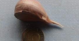 Здравейте, продавам сух зимен чесън сорт Аркус. Диаметър на