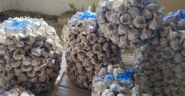 I am selling winter Bulgarian garlic of the old