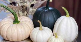 I will sell baby boo pumpkins.