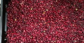 I will sell swamp cranberries for more information on