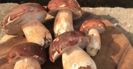 Funghi porcini completamente congelati - prodotto di punta -