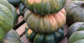 I will sell pumpkins without fertilizers and spraying. Edible