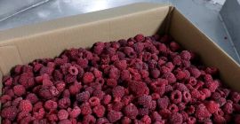 Продајем малине из западне Украјине. На располагању је 20.100