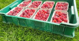 I recommend fresh raspberries straight from the plantation for
