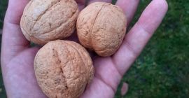 THIS YEAR&#39;S WALNUTS LARGE MEDIUM