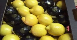 L&#39;azienda esporta limoni e agrumi dalla Turchia. Forniamo l&#39;intero