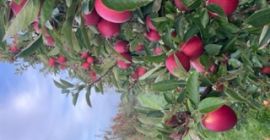 свежесобранный Braeburn для продажи. Калибровка переменной размера далее на