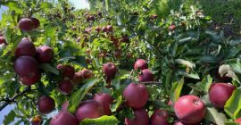 Все калибровки возможны далее через dm