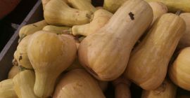 Hello, I have Butternut Atlas pumpkins for sale, second