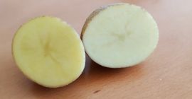 Съедобный свежий картофель. Цена 1,30 злотых за кг по