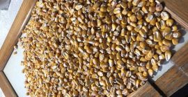 MAIZE directly from the terminal in the port Chernomorsk
