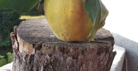 Frutti di mele cotogne per l&#39;immunità - senza spruzzare,