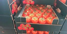 Großhändler für Tomaten aus der Türkei. Die Mindestbestellmenge beträgt