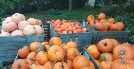Venderò una zucca industriale delle varietà Halloween, bambino e