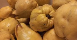 Large, pear quince from the home garden, no chemicals.